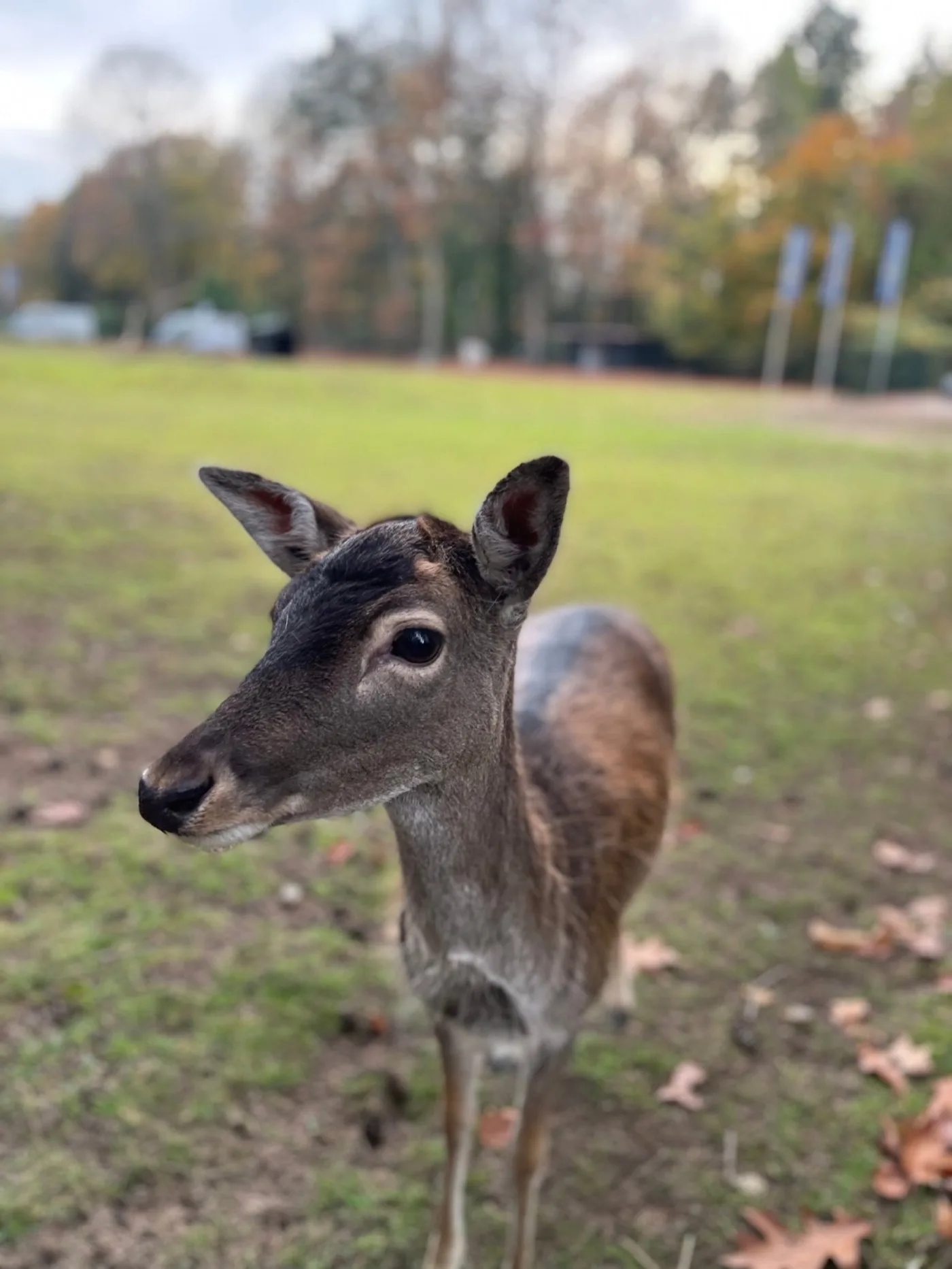 Een damhert op het gras bij het park